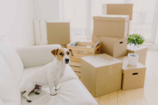 How to Create a Comfortable Sleeping Area for Arthritic Cats?