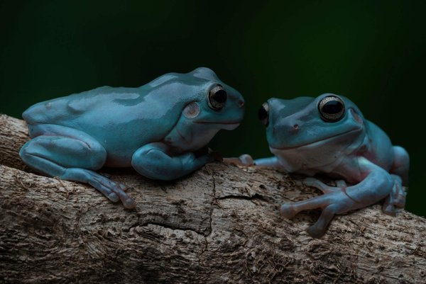 How to Style an Edgy Studded Belt Without Overpowering Your Formal Outfit?